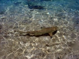 REQUIN DE LAGON A POINTE NOIRE